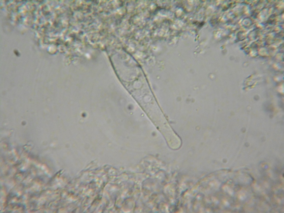 Strobilurus albipilatus image