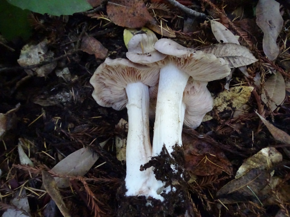 Entoloma subsaundersii image