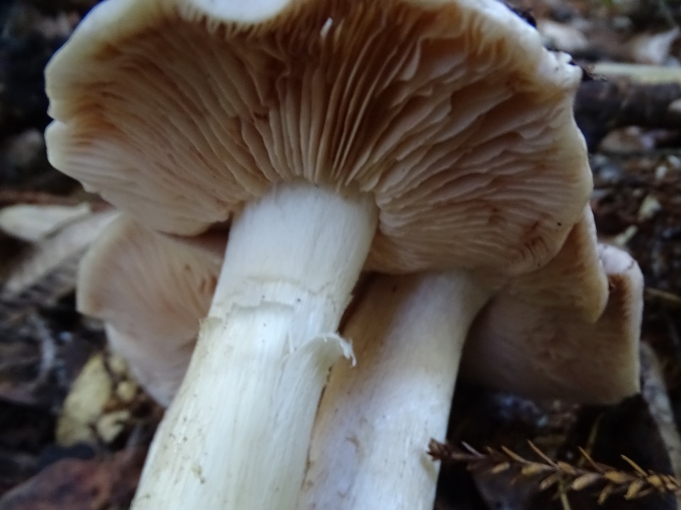 Entoloma subsaundersii image