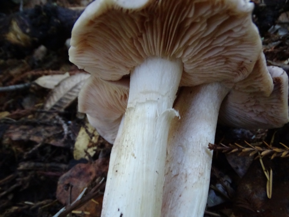 Entoloma subsaundersii image