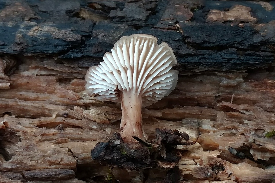 Lentinellus subaustralis image