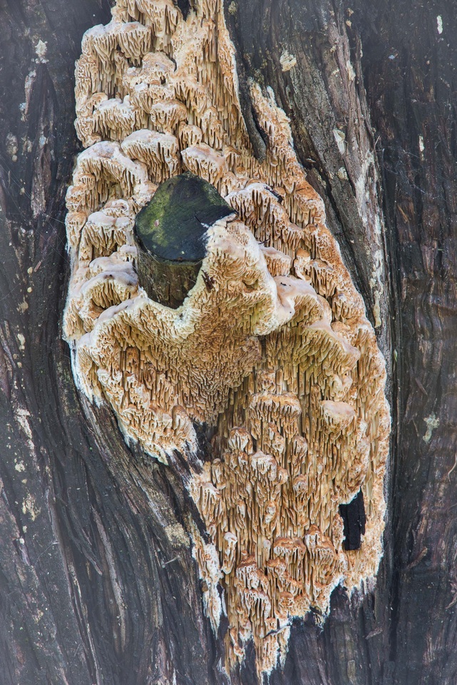 Brunneoporus juniperinus image