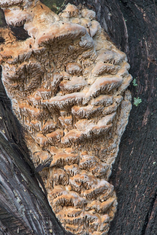 Brunneoporus juniperinus image