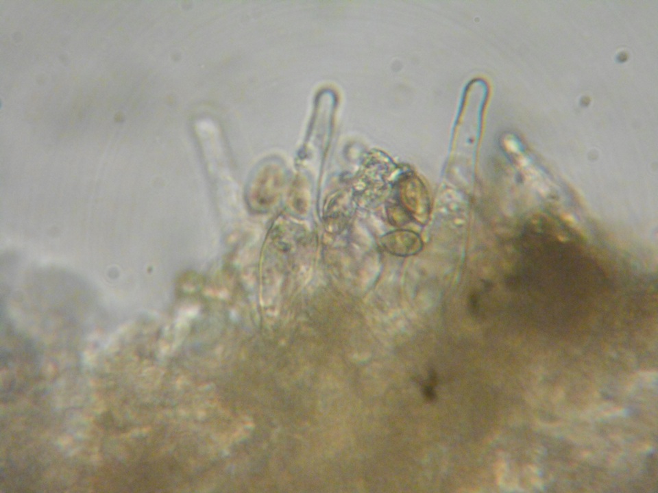 Galerina atkinsoniana image
