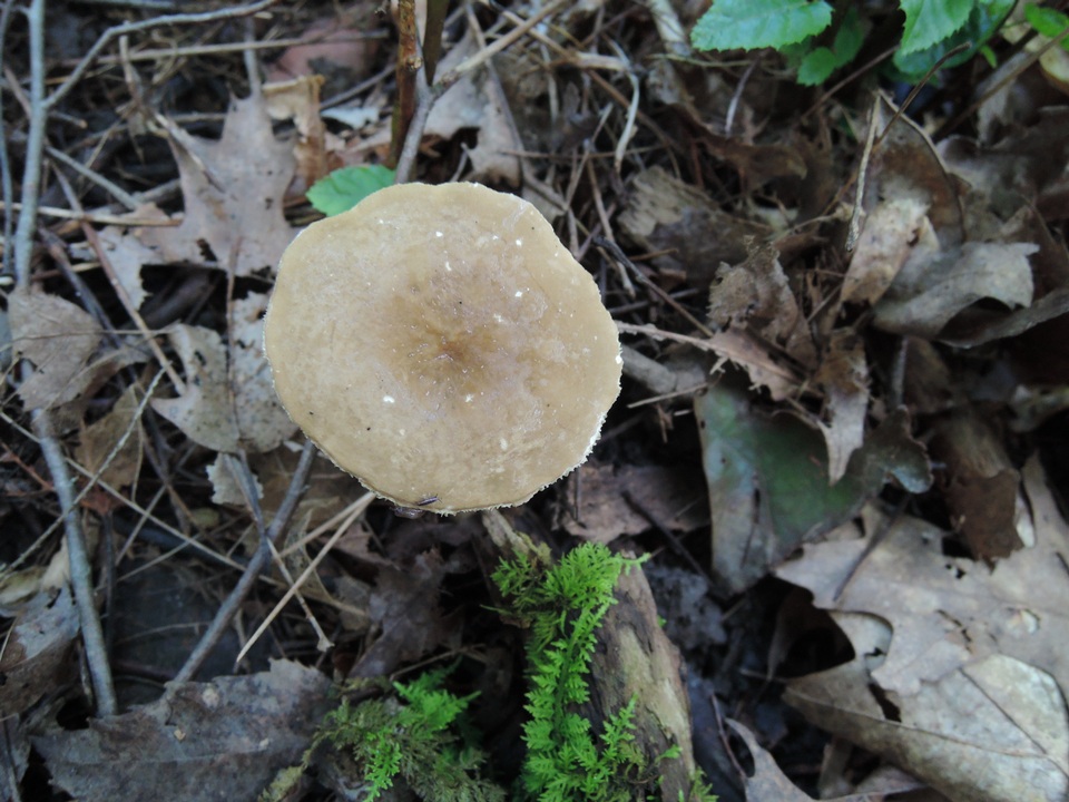 Lactarius fuliginosus image