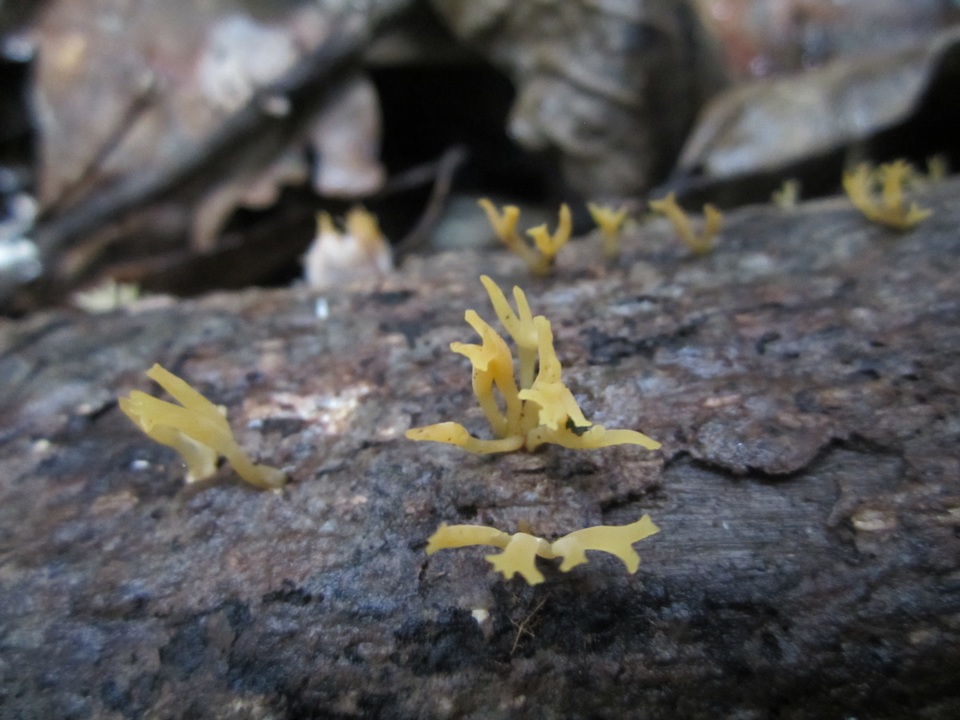 Calocera furcata image