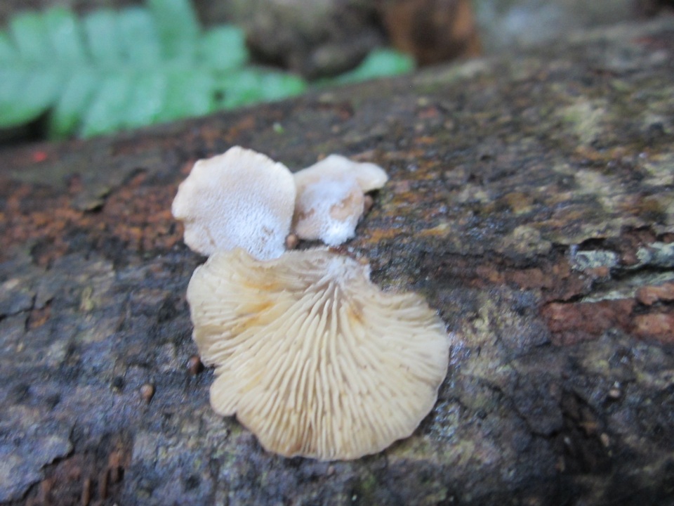 Hohenbuehelia reniformis image