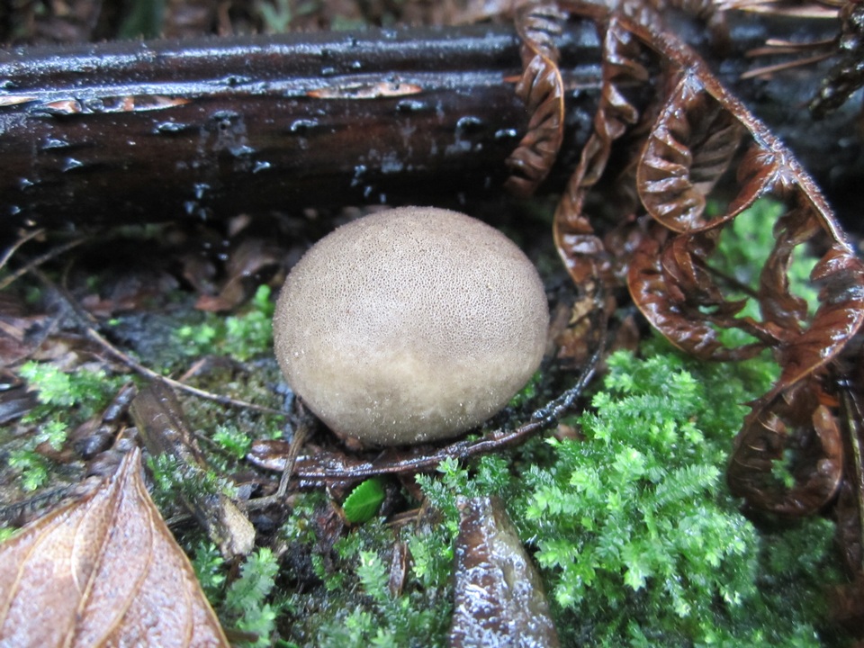 Lycoperdon subincarnatum image