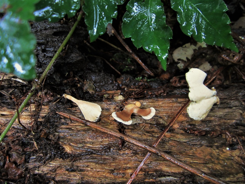 Microporus vernicipes image