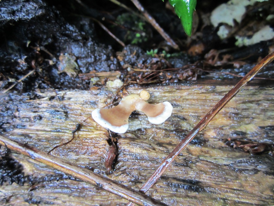 Microporus vernicipes image