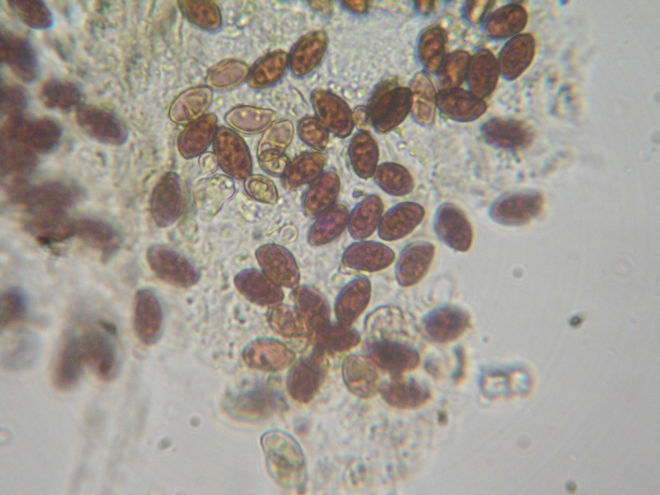 Galerina subfiliformis image
