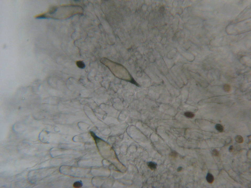 Panaeolus cambodginiensis image