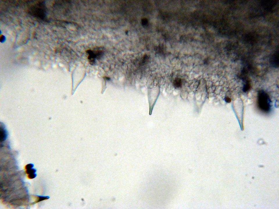 Panaeolus cambodginiensis image