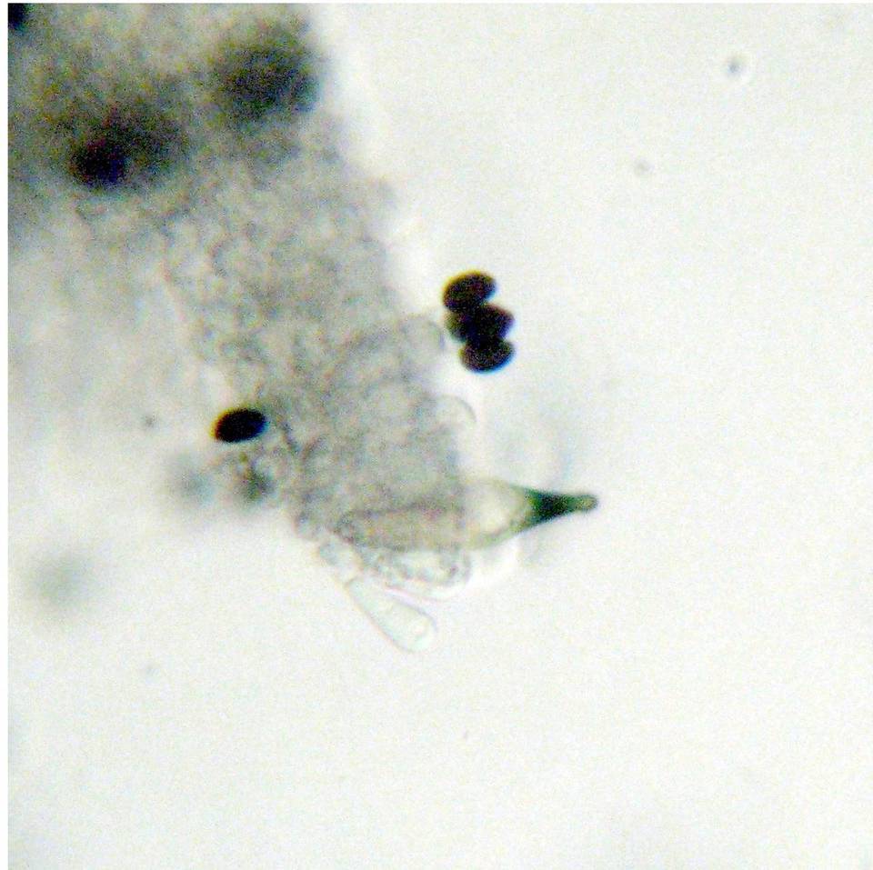 Panaeolus cambodginiensis image