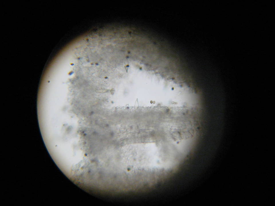 Panaeolus cambodginiensis image