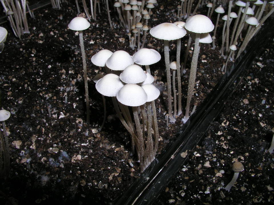 Panaeolus cambodginiensis image