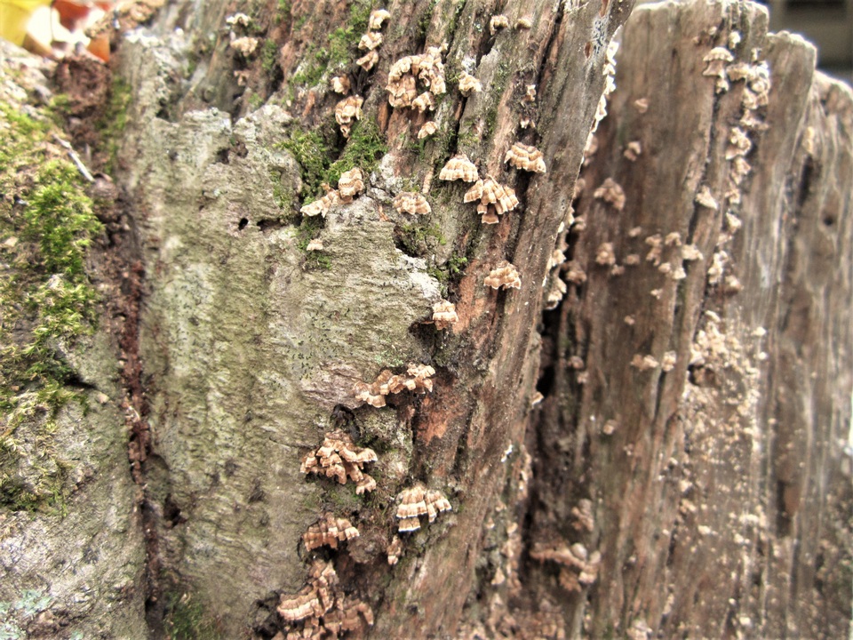 Xylobolus spectabilis image