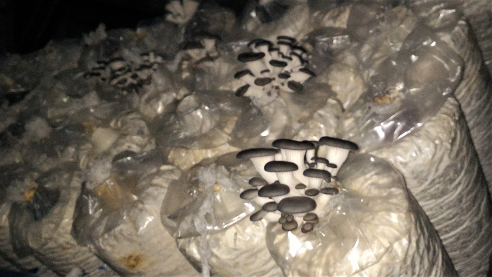 Pleurotus cystidiosus image