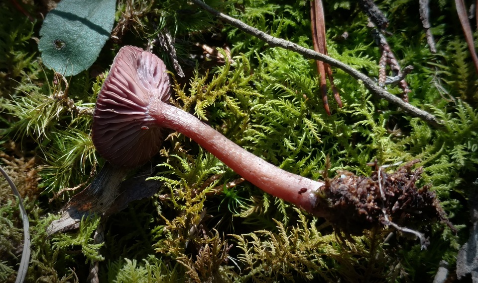 Pseudoomphalina cokeri image