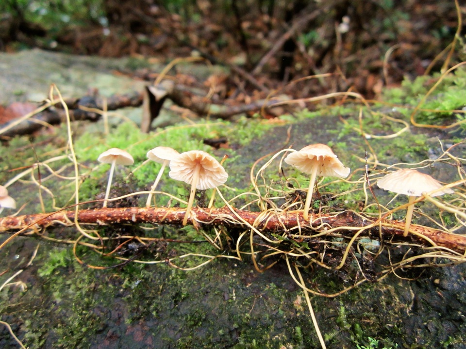 Marasmiellus dendroegrus image
