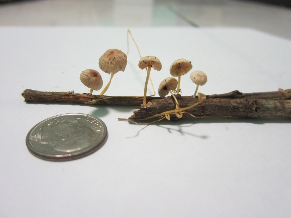 Marasmiellus dendroegrus image