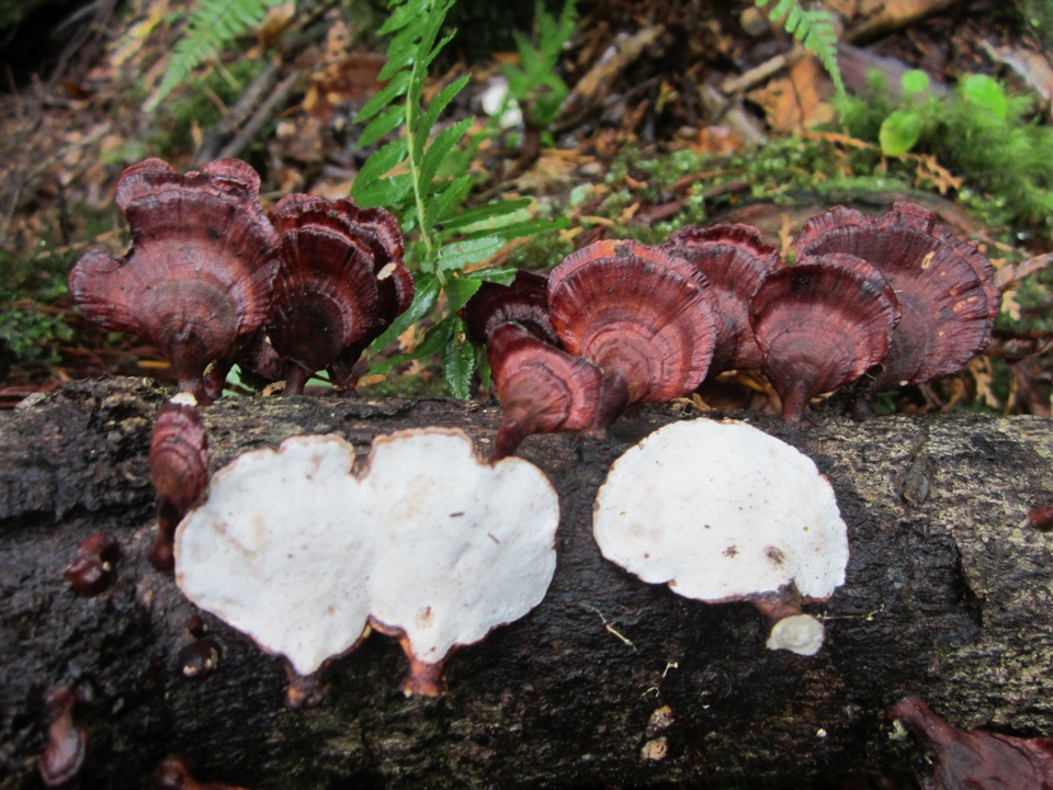 Microporus affinis image