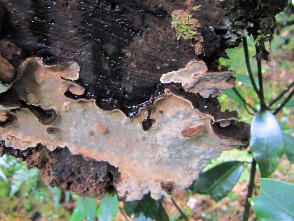 Xylobolus princeps image