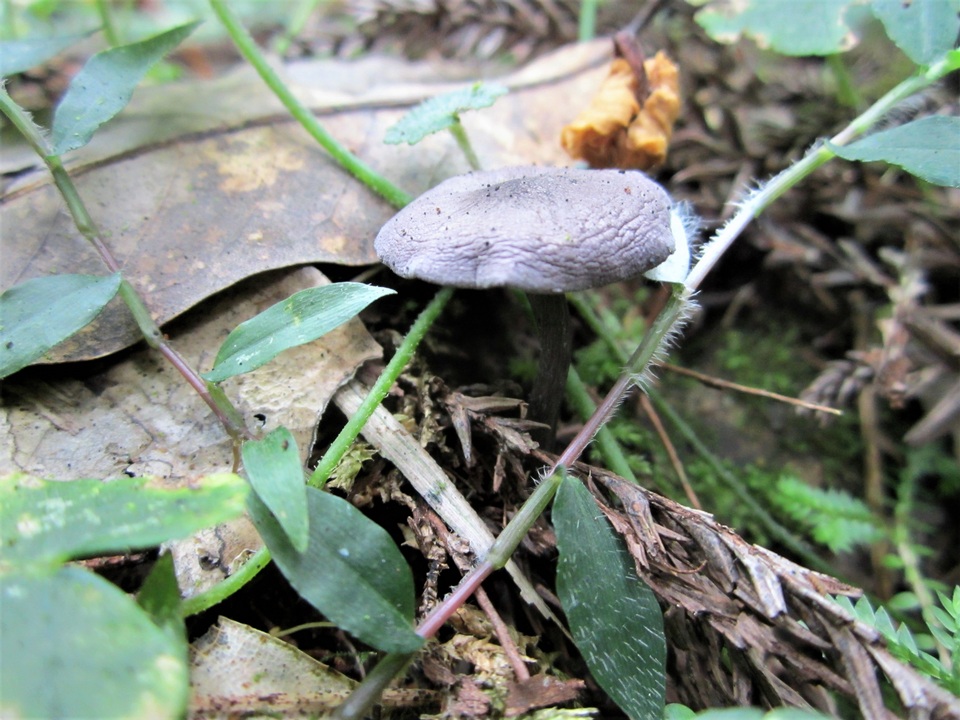 Entoloma lepidissimum image