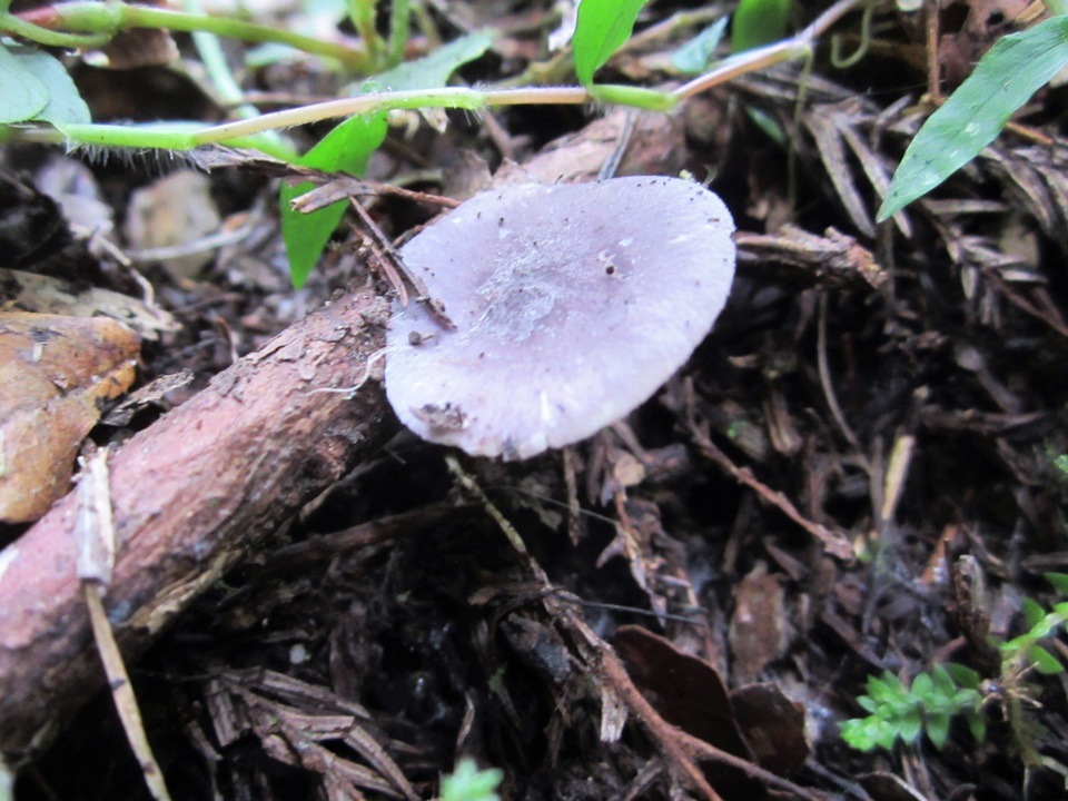 Entoloma lepidissimum image