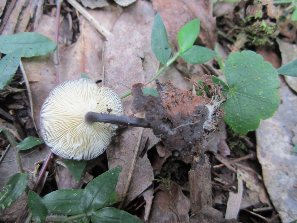 Entoloma lepidissimum image