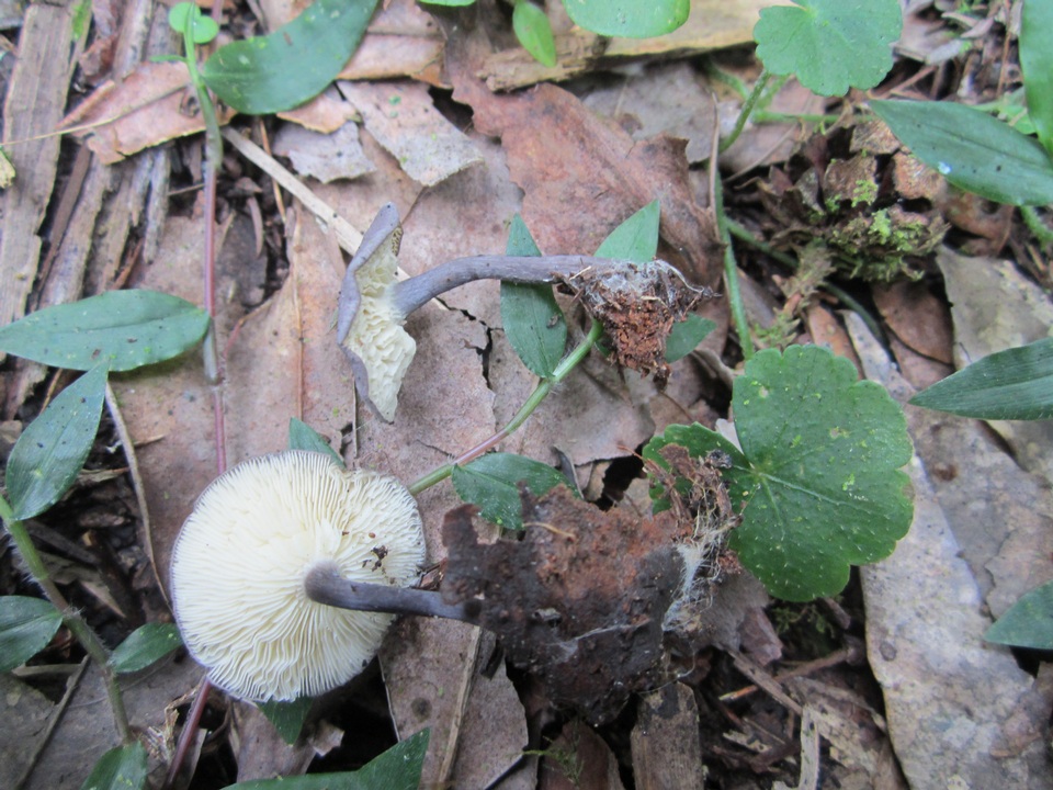 Entoloma lepidissimum image