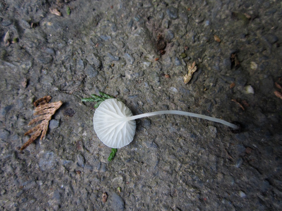 Hemimycena ignobilis image