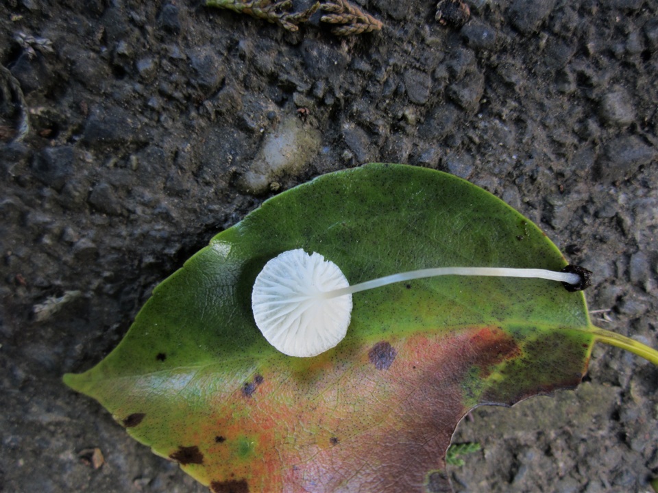 Hemimycena ignobilis image