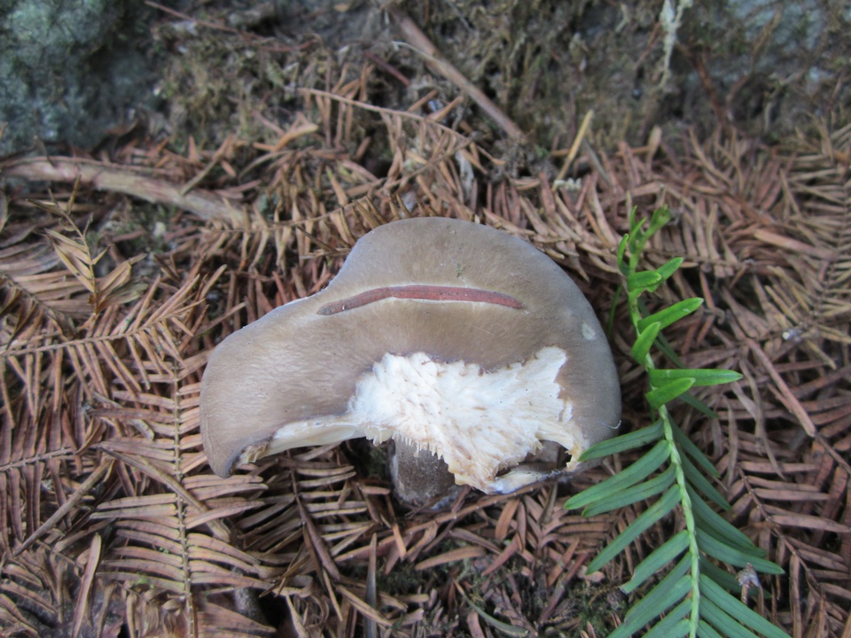 Rhodocollybia meridana image