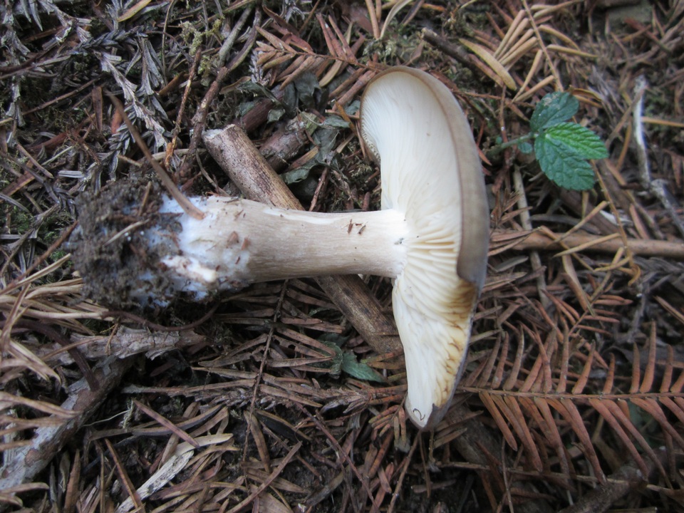 Rhodocollybia meridana image