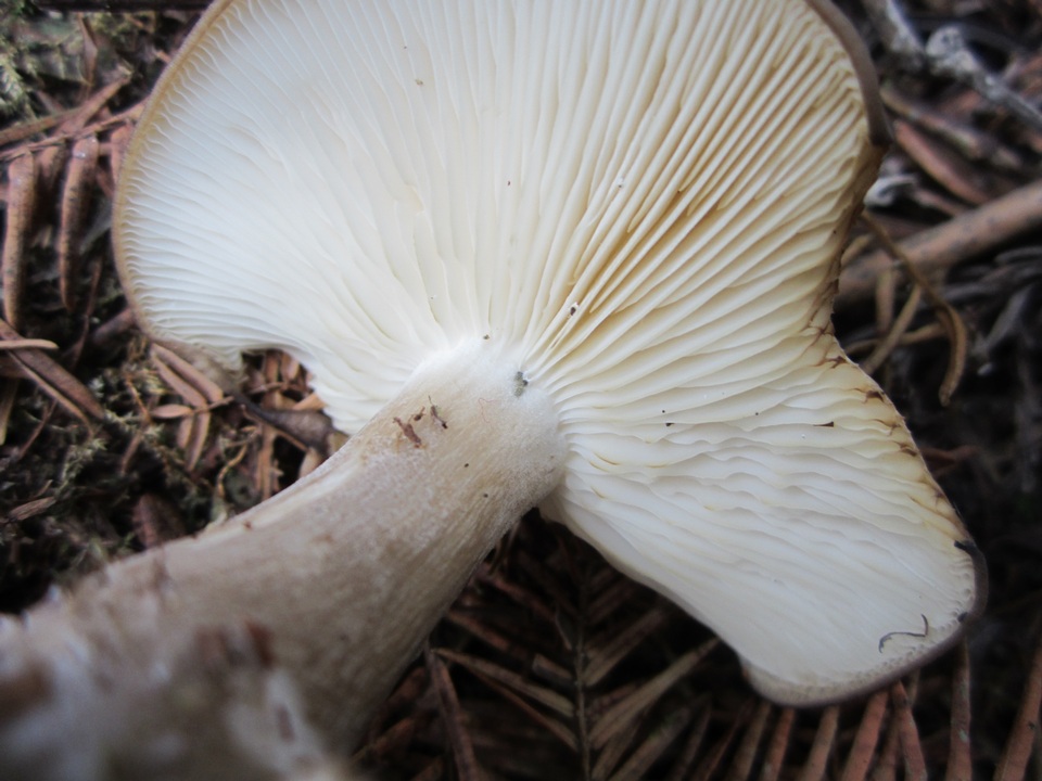 Rhodocollybia meridana image