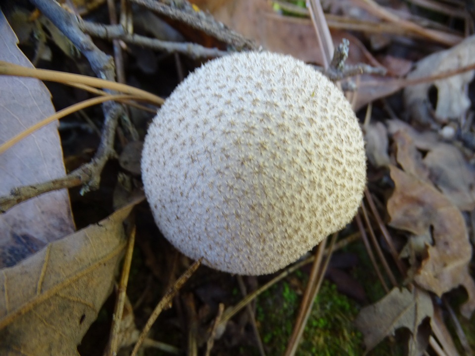 Vascellum lloydianum image