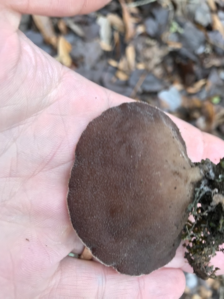 Auricularia angiospermarum image