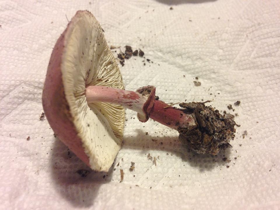 Lepiota roseolivida image