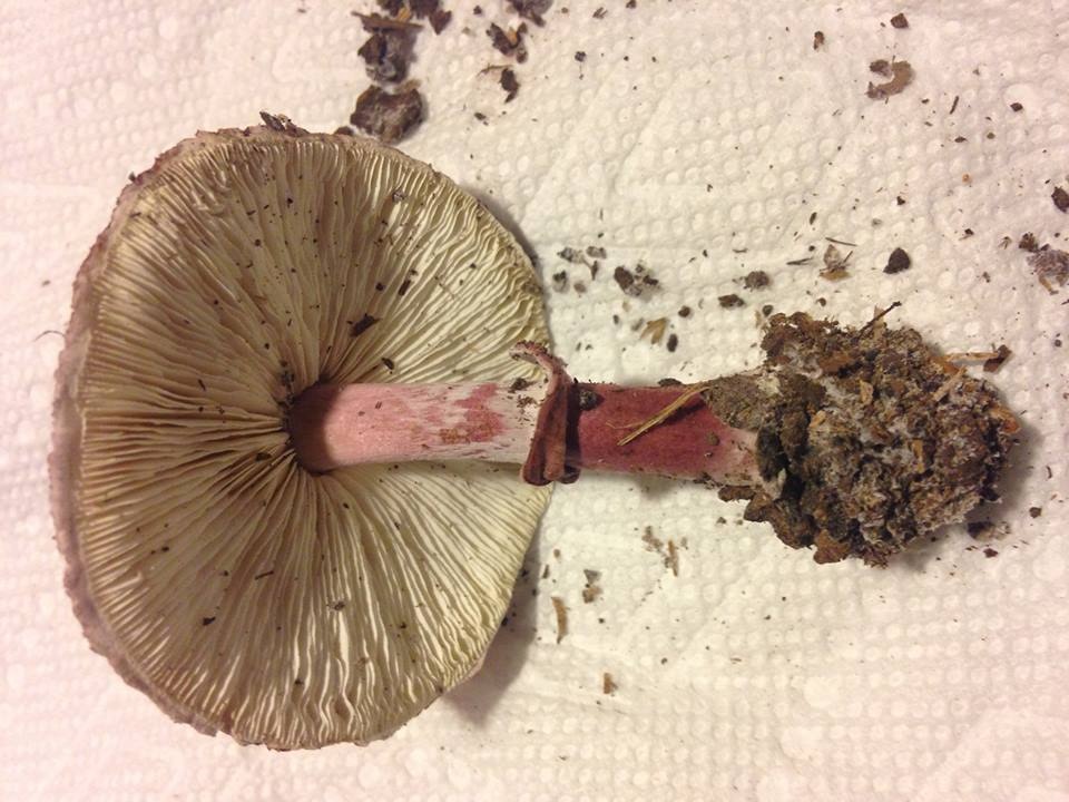 Lepiota roseolivida image