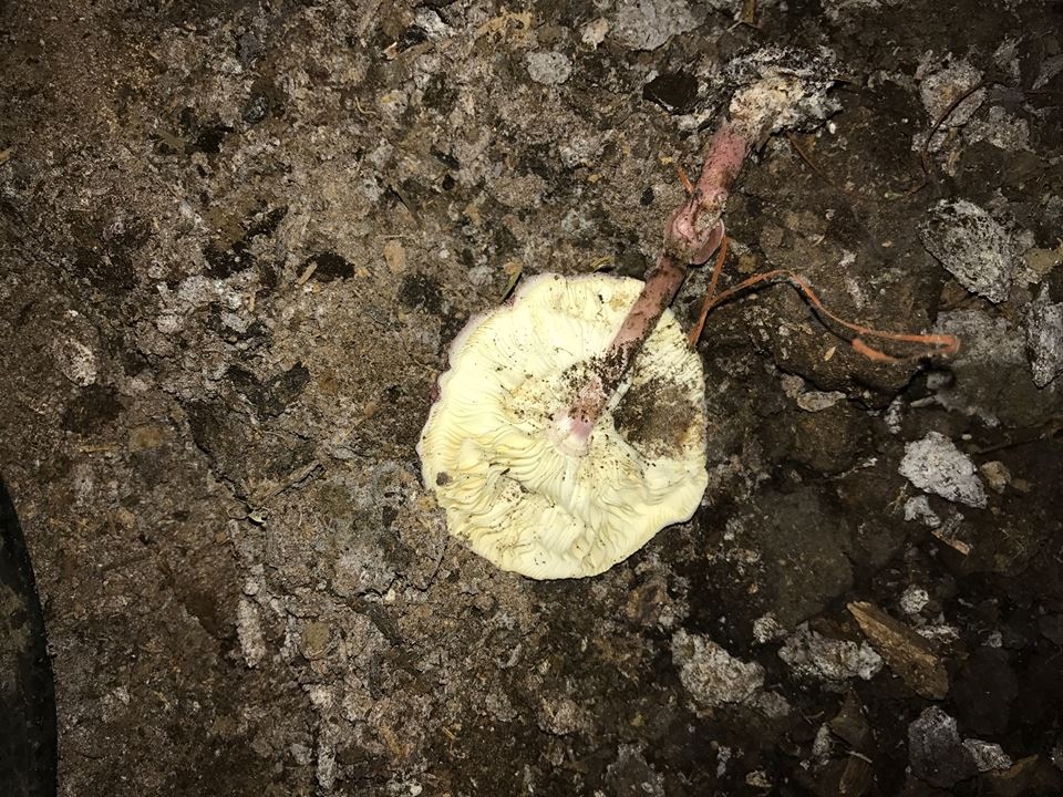 Lepiota roseolivida image
