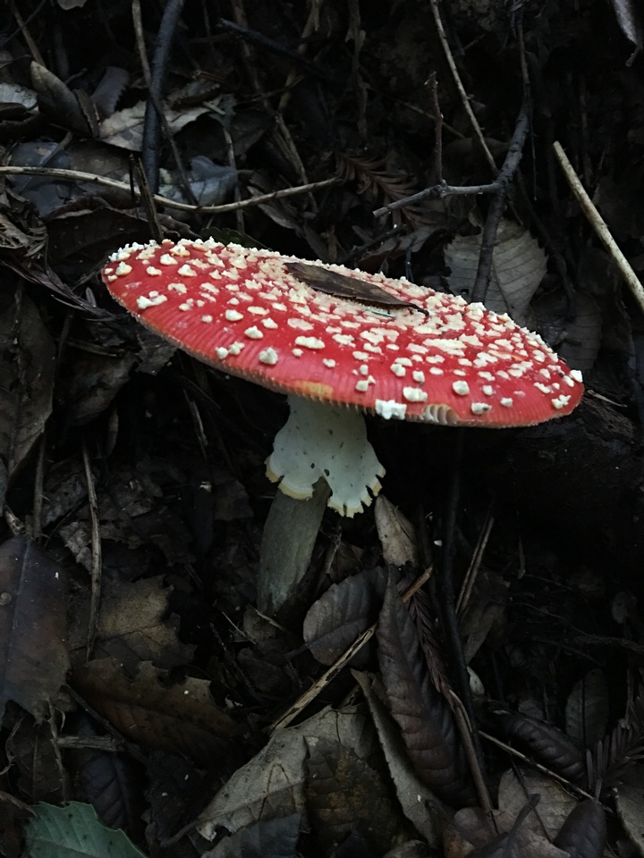 Amanita muscaria f. flavivolvata image