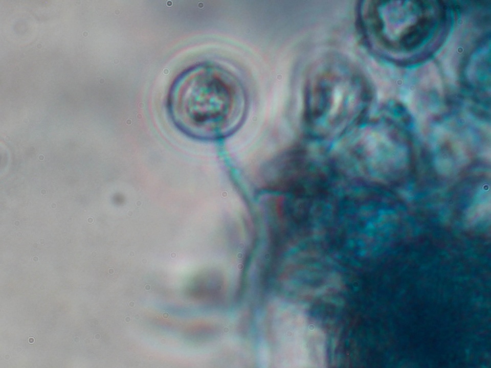 Tulasnella violea image