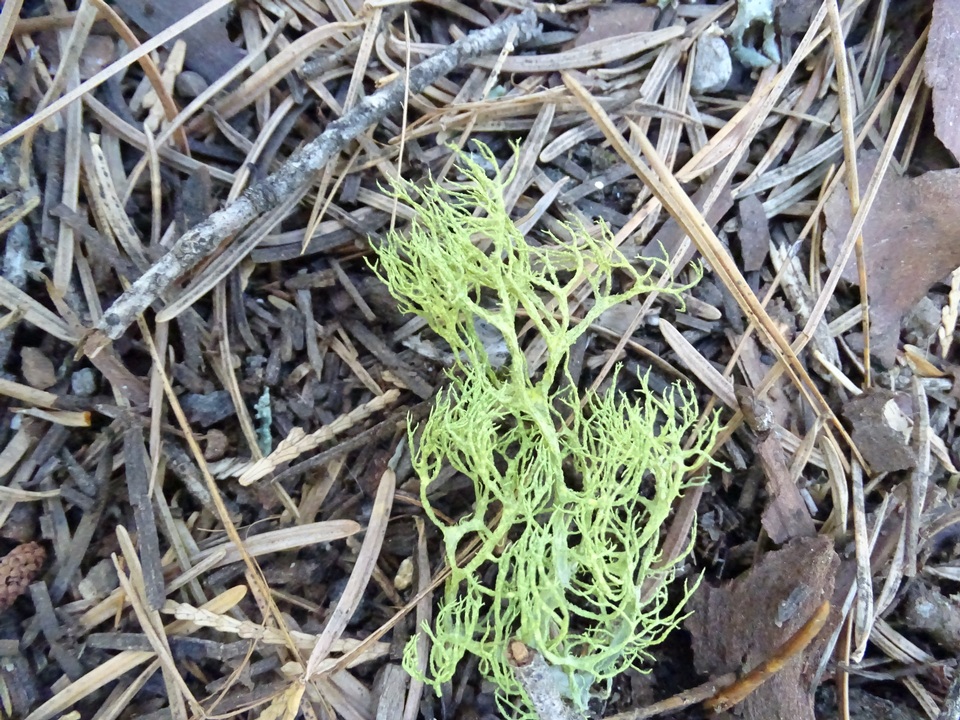 Letharia lupina image