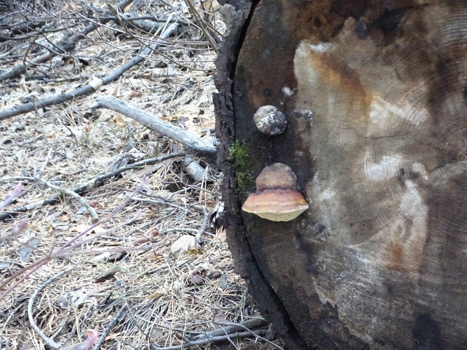 Fomitopsis mounceae image