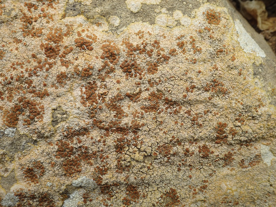 Caloplaca saxicola image