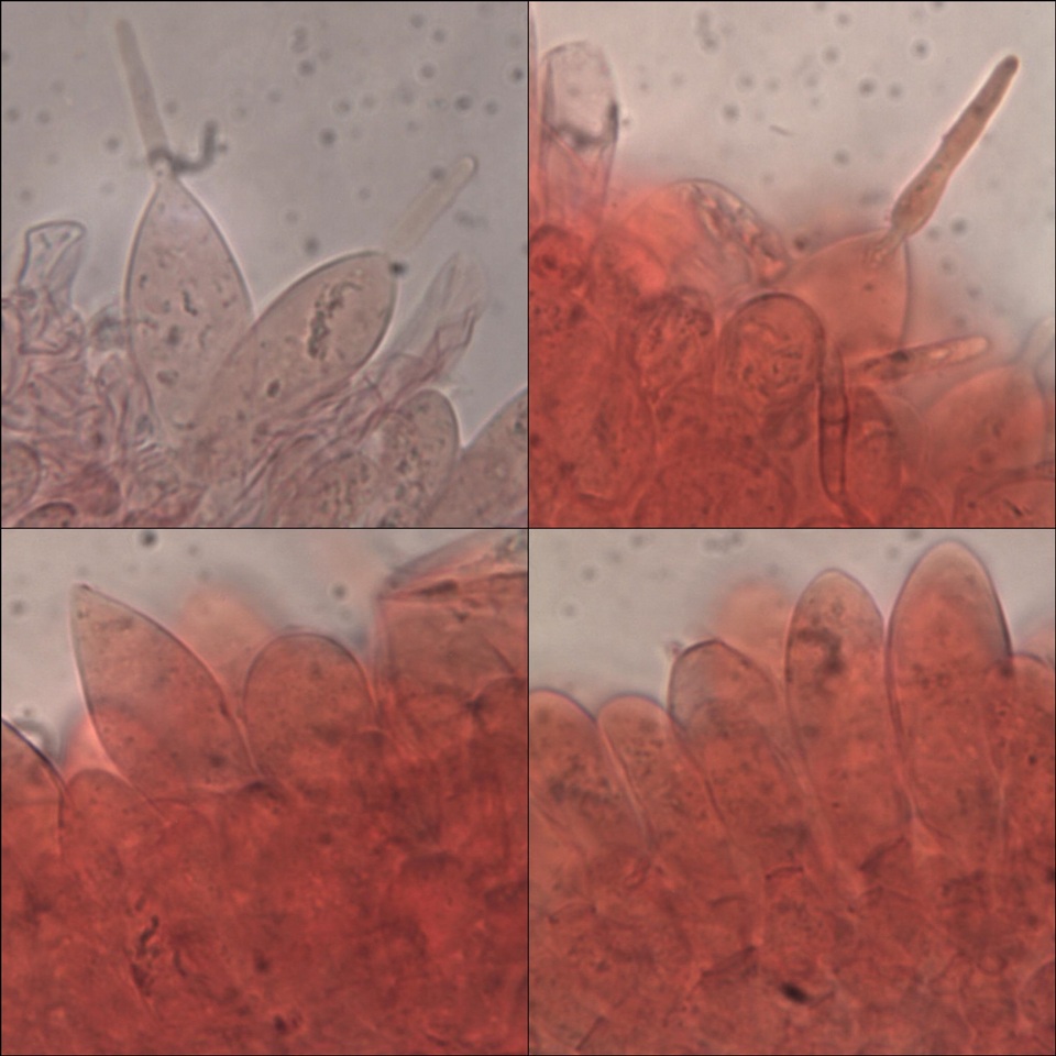 Pluteus insidiosus image