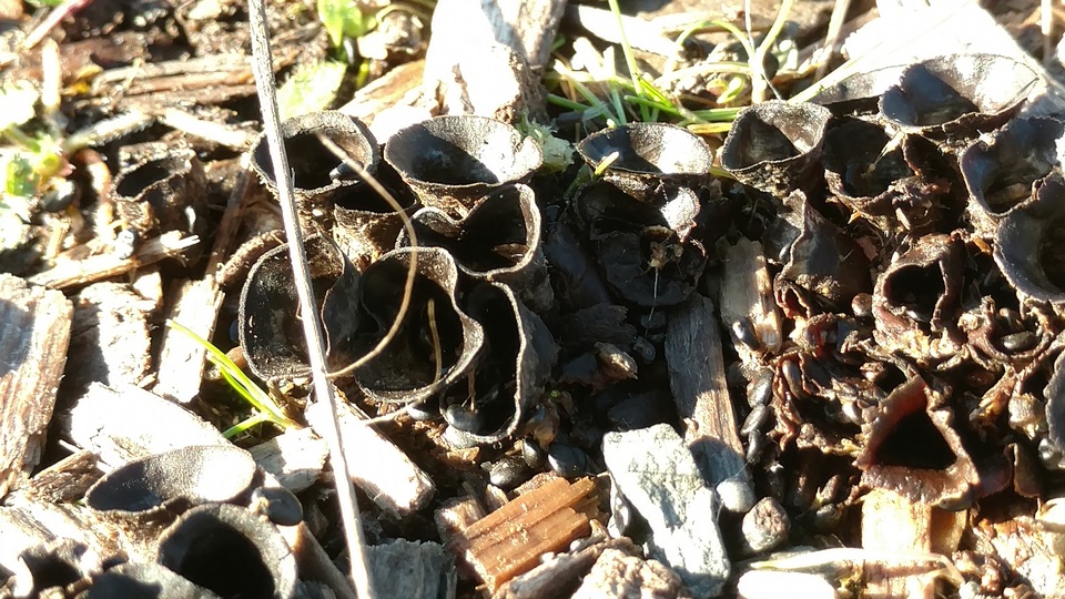 Cyathus pygmaeus image