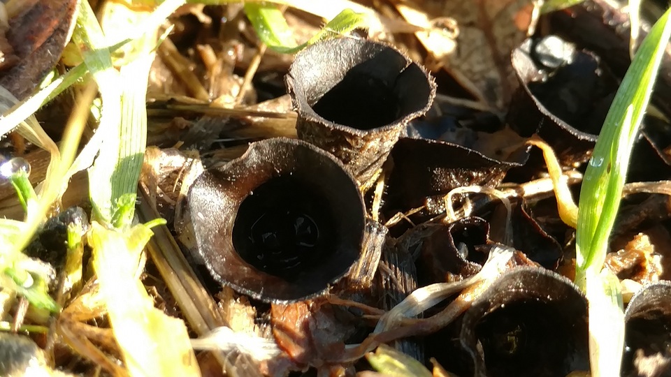 Cyathus pygmaeus image