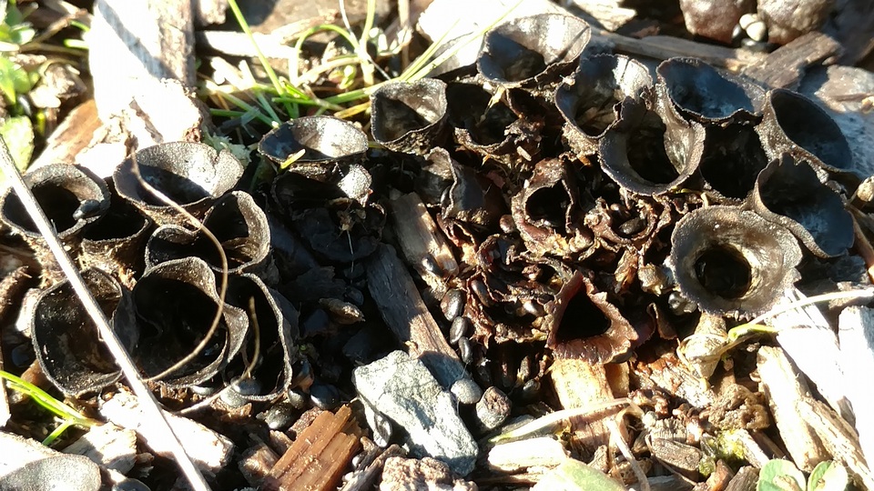Cyathus pygmaeus image